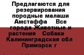 Предлагаются для резервирования породные малаши Амстаффа  - Все города Животные и растения » Собаки   . Калининградская обл.,Приморск г.